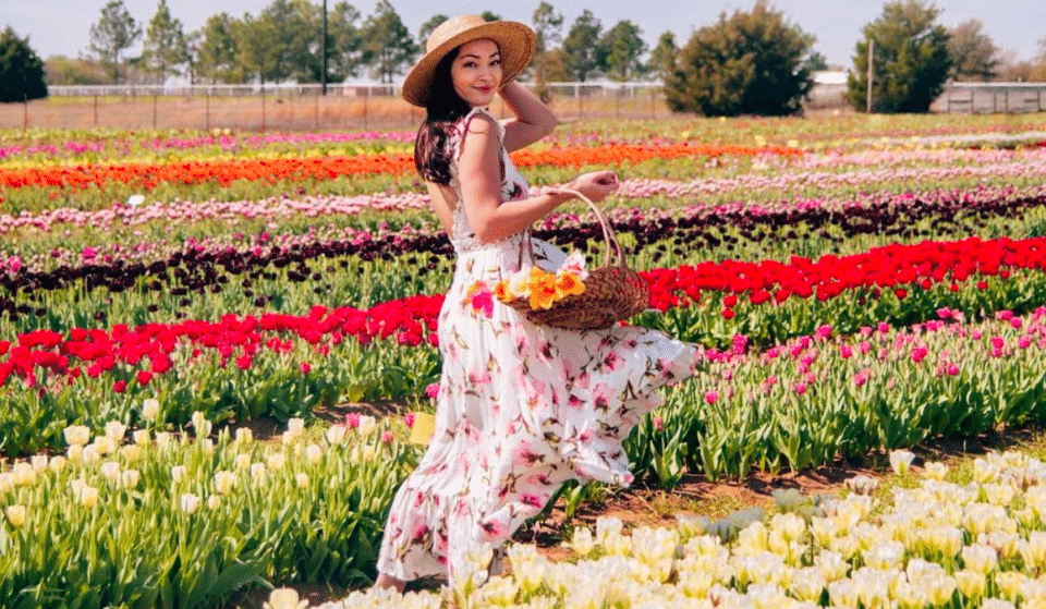Overflow Your Basket With The Most Dazzling Tulips From This Brilliant Tulip Field Just Outside Dallas