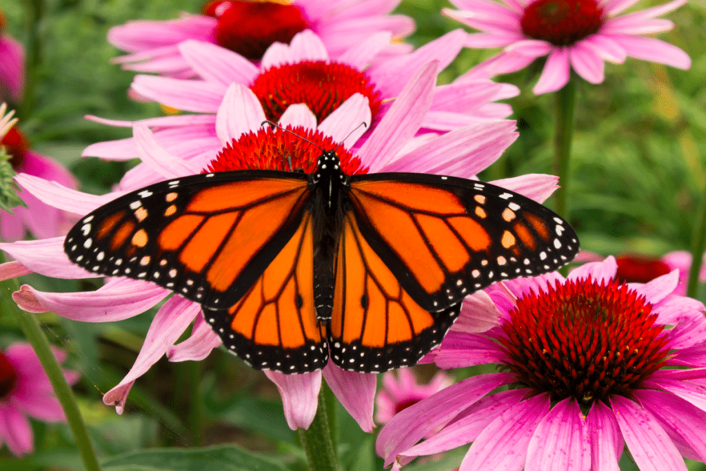 Thousands Of Monarch Butterflies To Migrate Through Texas This Spring