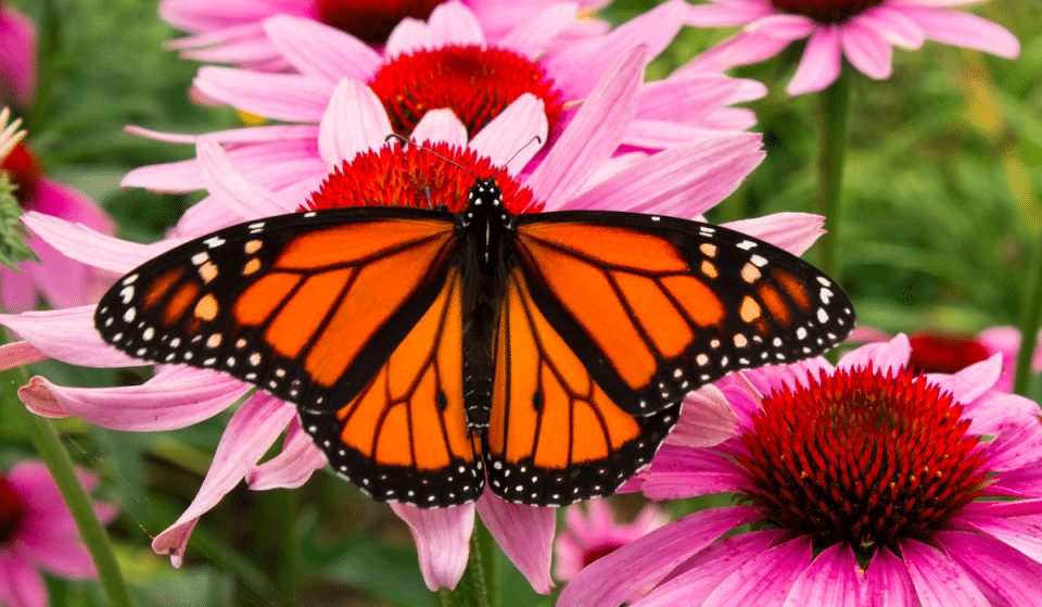 Thousands Of Monarch Butterflies To Migrate Through Texas This Spring