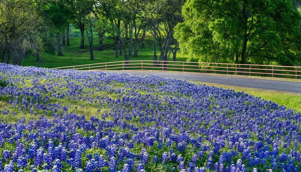 Photo showing bluebonnet wildflowers next to a road on a morning in Ennis, Texas.