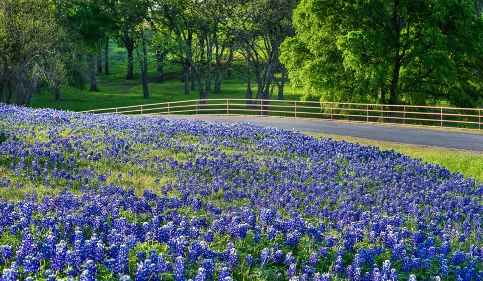 Over 40 Miles Of Bluebonnets Have Officially Opened For The 2023 Ennis Bluebonnet Festival