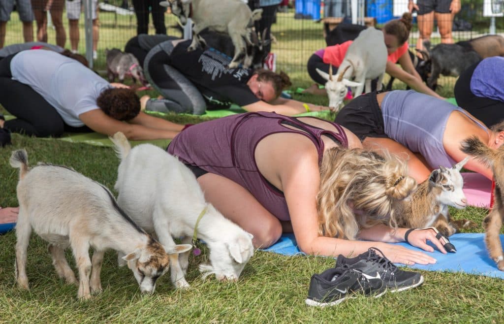 Image showing participants in a yoga session accompanied by several playful baby goats