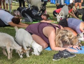 Open-Air Yoga Sessions Accompanied By A Herd Of Adorable Baby Goats Have Returned To DFW