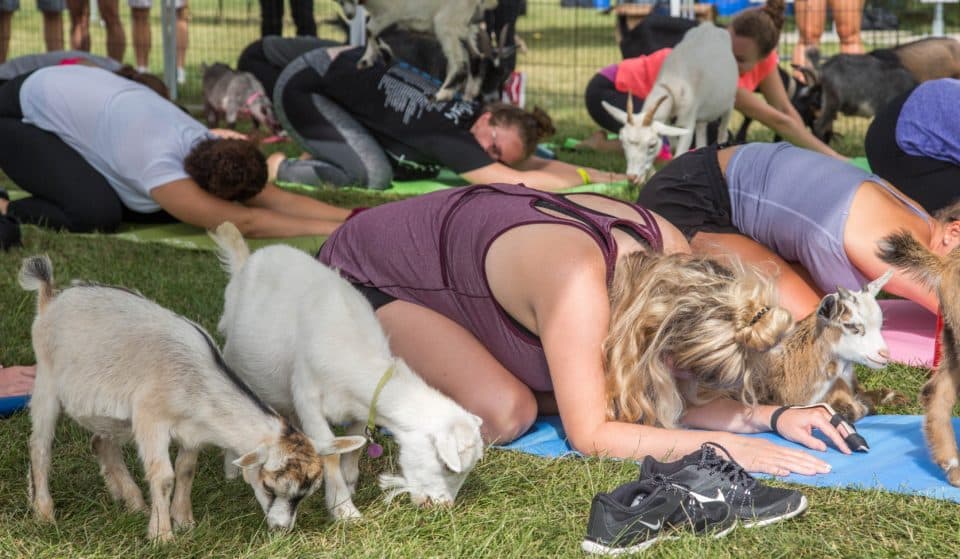 Open-Air Yoga Sessions Accompanied By A Herd Of Adorable Baby Goats Have Returned To DFW