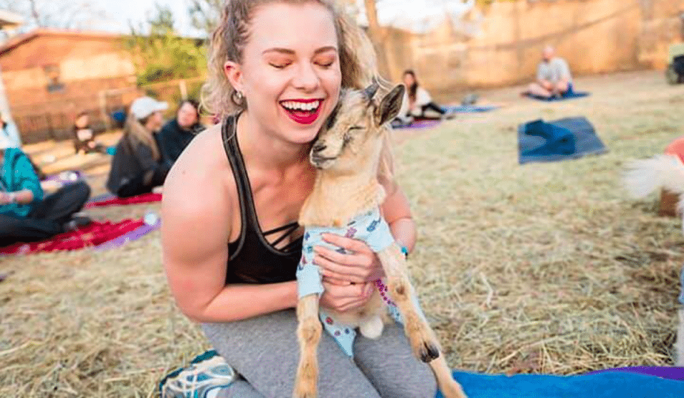 The Wholesome And Adorable Baby Goat Yoga Is Baaack In Dallas