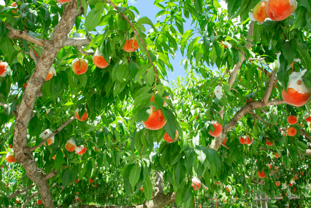 Pick The Perfect Peach At This Bountiful Texas Orchard