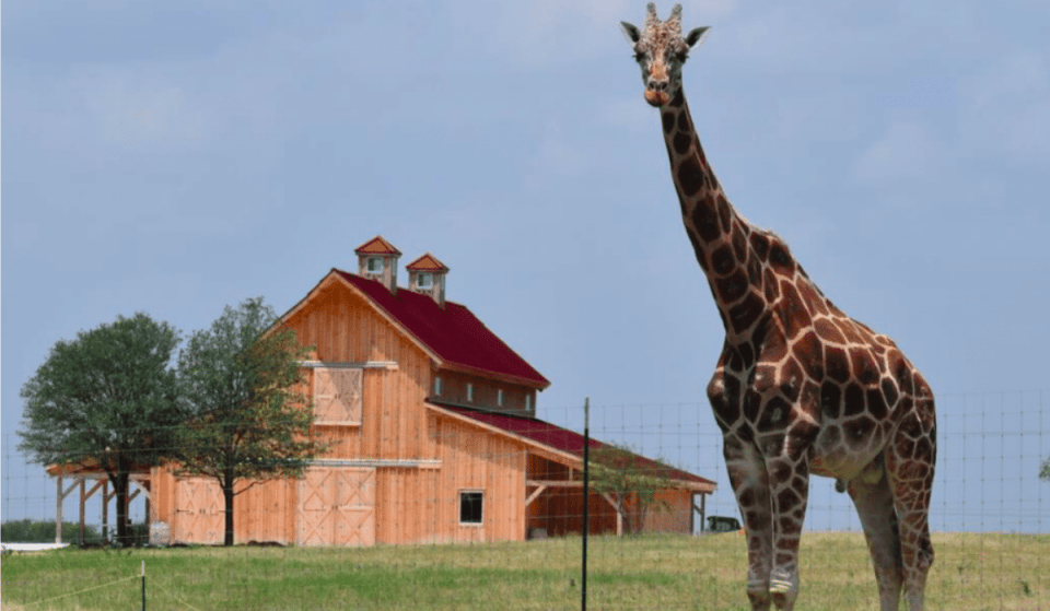 Go Wild With Giraffes At This Animal Sanctuary Air B&B In Texas
