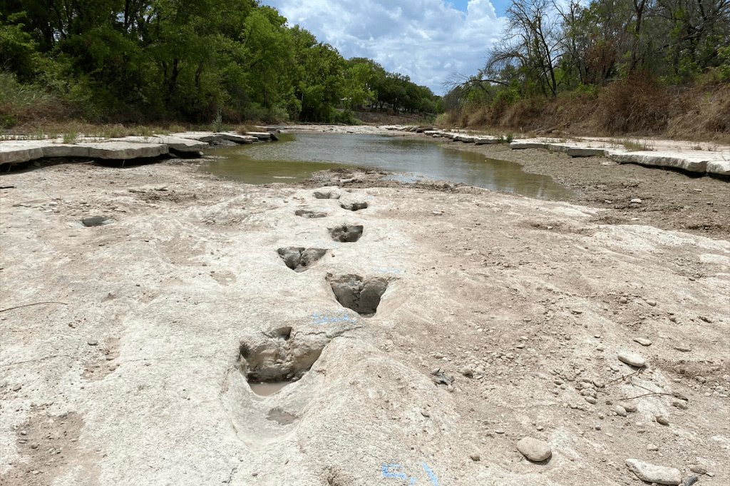 Texas Dinosaur Tracks Uncovered After 113 Million Years Due To Drought Conditions