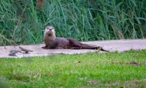Photo showing a river otter lying on a bank at Fairfield Lake State Park