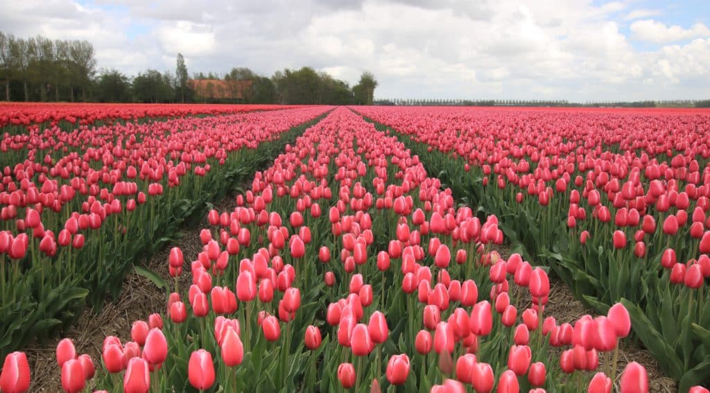 Photo of a tulip fields with blooming pink tulips