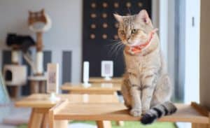 Image showing a cat sitting on a wooden table in a cat café