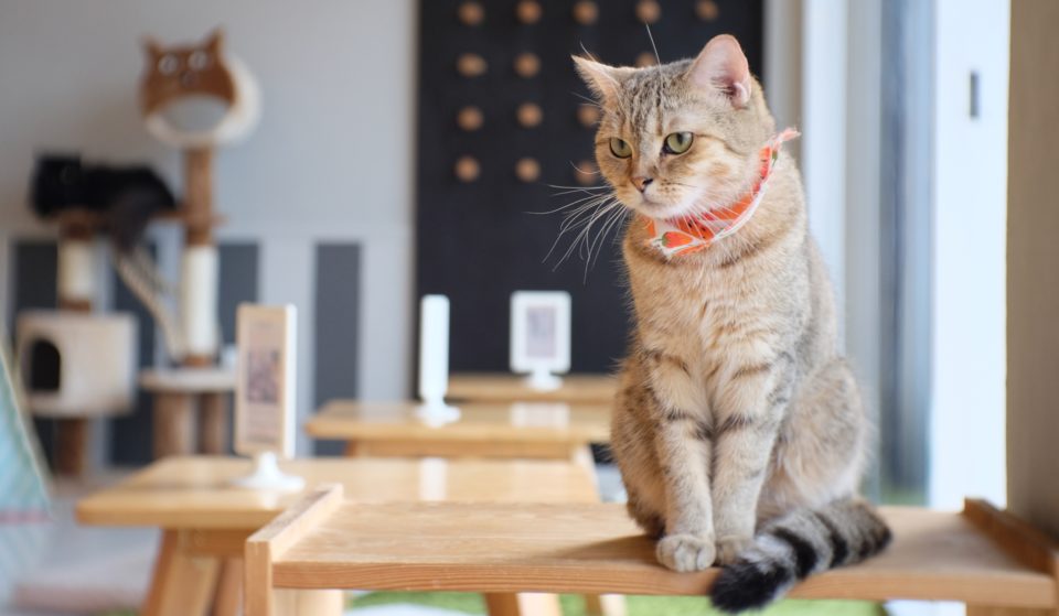 A Cute New Cat Café Has Opened In Dallas’ Eastwood Neighborhood