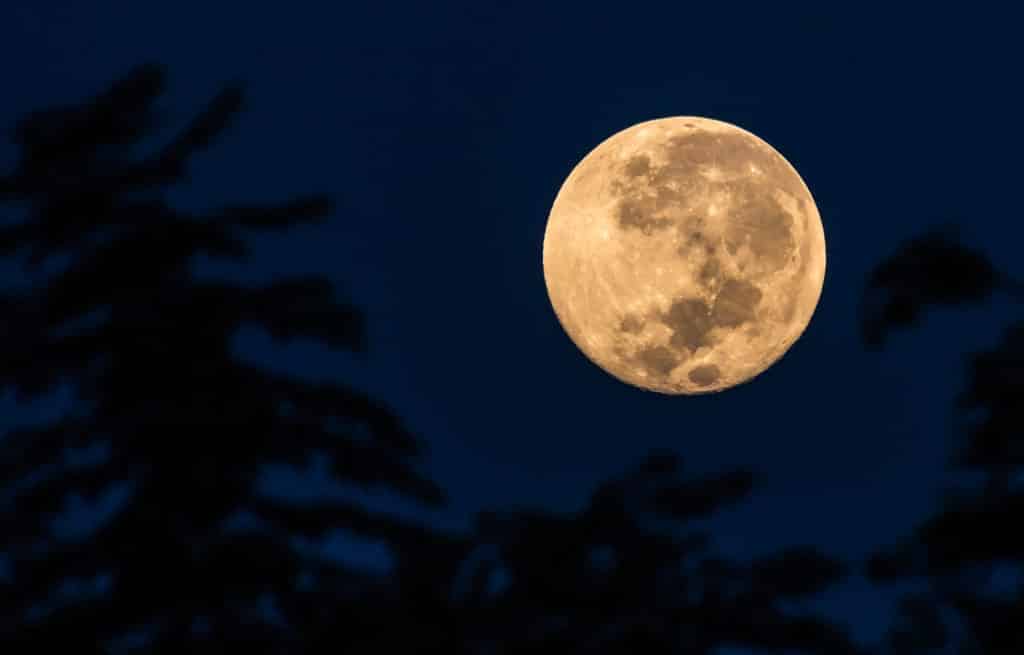 Image of a supermoon above trees in a night sky